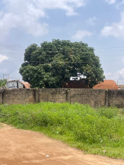 A large, leafy tree dominates the center of the frame, its branches dense with green foliage. The tree is positioned behind a low, grey concrete wall. In the background, partially obscured by the tree, are large, rusty, cylindrical structures, possibly storage tanks. To the left of the tree, a white shipping container with markings including "stanel c" is visible. Overhead, multiple electrical wires stretch horizontally across the sky, which is partly cloudy with a pale blue hue. In the foreground, a dirt path runs diagonally from the bottom left corner, bordering an area of lush green vegetation and weeds. The overall scene appears to be an outdoor industrial or storage area. The location is identified as Unguwar Saya, Nigeria.