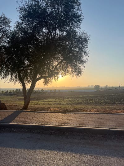 The image depicts an outdoor scene at sunrise or sunset within the Brener Regional Council, Israel. A large, mature olive tree with dense foliage and a bifurcated trunk occupies the left side of the frame, silhouetted against the bright, low-angle sun partially obscured by its branches. The sky transitions from a vivid golden-orange at the horizon to a pale blue overhead. In the foreground, a dark, granular surface, likely asphalt or gravel, is visible, partially covered by long shadows extending from the right. Above this, a paved pedestrian pathway constructed from rectangular gray pavers runs horizontally across the mid-ground, elevated by a curb. Beyond the pathway and the olive tree, an expansive area of agricultural land is present, featuring sections of dark, tilled soil and areas with low green vegetation. In the distant background, a hazy urban skyline, comprising multiple buildings and utility structures, is discernible along the horizon. No individuals or animals are present.