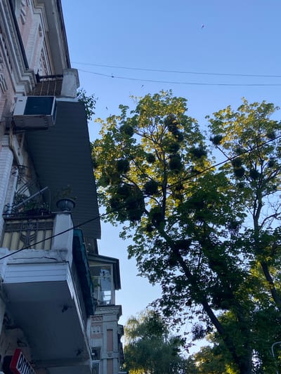 This is a low-angle shot looking up at buildings, trees, and the sky. The scene appears to be an urban environment, possibly residential, with buildings of varying heights and architectural styles. One building on the left has a facade made of white and pink bricks, with a stepped pattern. On the right, there are multiple buildings with flat roofs, some of which are covered with a corrugated metal material. An air conditioning unit is visible on one of the buildings.

A large tree with green leaves dominates the upper portion of the frame, casting shadows. Several large, spherical nests are visible within the branches of the tree. Power lines are strung across the sky. There are several small, dark shapes in the sky, which could be birds in flight.

The sky is a clear, bright blue, suggesting it is daytime and the weather is fair. The lighting suggests it is likely morning or late afternoon, as the sun is casting long shadows and highlighting the edges of the buildings and tree leaves.

There is no visible text in the image. The overall impression is one of a somewhat overgrown urban setting with a sense of everyday life. The low angle of the shot emphasizes the height of the trees and buildings against the sky.