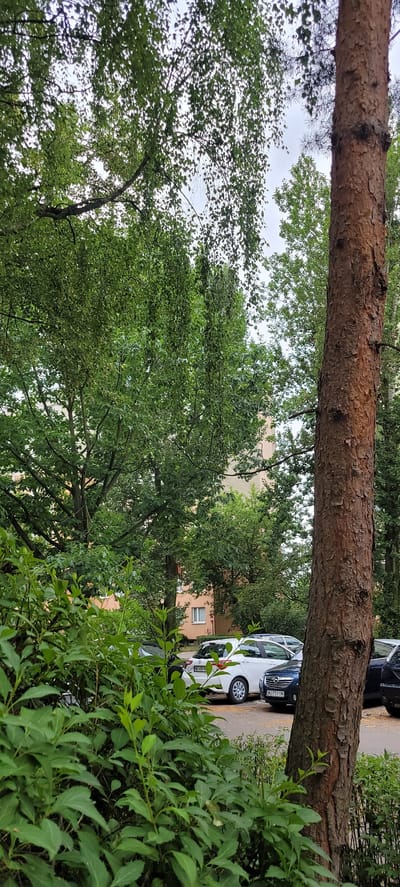 In the city of Piastów, Poland, an overcast day is depicted. In the foreground, lush green bushes obscure the lower portion of the scene. To the right, a mature tree with a rough, textured brown bark stands prominently. Behind these elements, a residential building with light-colored walls is visible, partially obscured by a canopy of dense green foliage from various trees, including a large tree with drooping branches. In the middle ground, several cars are parked on an asphalt surface. Among them, a white hatchback with a license plate starting with "WL" and a dark blue sedan with a license plate "WU 7511M" are clearly identifiable. The overall impression is one of an urban residential area surrounded by greenery.