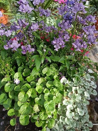 The image depicts a close-up, overhead view of a planter filled with a variety of flowering plants and foliage. In the upper portion of the frame, clusters of delicate purple flowers with yellow centers are prominent, interspersed with taller spikes of blue flowers. The leaves are predominantly green, with some silvery-grey foliage present on the right side of the planter. Small, heart-shaped green leaves form a dense groundcover in the lower left of the image, with a single pale purple flower visible among them. The planter appears to be situated outdoors, possibly in a garden or greenhouse setting, with hints of terracotta pots and a dark, textured ground surface visible in the background and around the edges. The lighting suggests it is daytime, with sunlight illuminating the plants. There are no people or animals clearly visible in the frame. The scene is consistent with a planter arrangement in the municipality of Tuusniemi, Finland, potentially in a residential garden or public floral display.