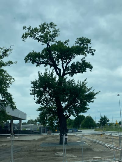 The image depicts an outdoor scene in Niepołomice, Poland, under an overcast sky. A large, mature deciduous tree with dark bark and a full canopy of green leaves dominates the center of the frame. The tree's trunk is thick and appears to lean slightly to the right. Its branches spread outwards, with some reaching towards the top and sides of the image. In the background, there is evidence of construction or development. Fencing, likely temporary, encloses a dirt and gravel area. This area shows some circular indentations in the ground, possibly pre-existing manholes or planned structural bases. To the left, a modern building with a flat roof and a dark facade is partially visible, possibly a commercial establishment or industrial facility. In the distance, further construction elements and trees can be seen, along with a streetlamp. The overall impression is of an area undergoing transformation or preparation for new construction, with the tree serving as a prominent natural element within this developing landscape.