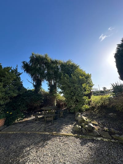 The image displays an outdoor garden area located in Kilrane, Ireland, under a clear, bright blue sky. Sunlight emanates from the upper right, illuminating portions of the scene and casting defined shadows. A small, faint white cloud is visible near the sun, and a minute, distant aircraft appears in the upper left sky.

The foreground consists of a light-colored gravel path or driveway, which transitions into an irregular dark grey flagstone patio. A low border constructed from various natural rocks separates the gravel from planted areas. On the far left, a terracotta pot containing green foliage and two yellow daffodils is partially visible. A weathered dark wooden picnic table with attached benches is situated on the flagstone patio, predominantly in shadow.

The midground is characterized by dense vegetation. On the left and center, large multi-trunked trees with spiky, palm-like foliage are prominent, with some trunks covered in ivy. To the right, a bushy variegated shrub with green and cream-edged leaves is visible. A tall, slender coniferous tree stands partially visible on the far right edge of the frame, brightly lit by the sun, alongside another spiky, succulent-like plant in a raised bed.

In the background, a sunlit grassy slope or field is visible beyond the immediate garden, with scattered trees and utility poles discernible on the distant horizon line. No individuals are present in the depicted scene.