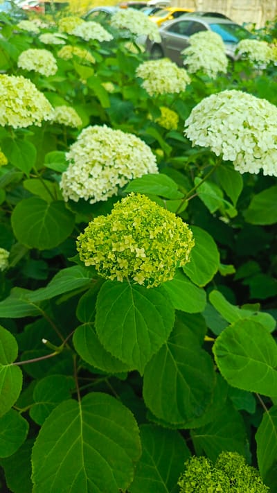 The image shows a close-up of a garden with blooming hydrangeas in shades of white and lime green. The flowers are in full bloom, with many small florets clustered together to form large, spherical or cone-shaped flower heads. Lush green leaves surround the flowers, providing a rich contrast. In the background, out of focus, are several cars parked on what appears to be a street or parking lot. The scene is likely located in Zvenigorod, Russia, given the context provided.
