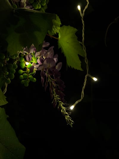 This is a close-up, low-light photograph of a flowering vine with grapes and a string of fairy lights. The subjects are the delicate purple flowers of a wisteria vine, clusters of small, unripe green grapes, and large green leaves, all illuminated by the soft glow of small, warm white LED lights. The fairy lights are draped across the scene, with several bulbs visible and casting a warm illumination on the surrounding foliage. The background is almost entirely black, suggesting a night setting and emphasizing the illuminated elements.

The activity is the gentle display of natural elements enhanced by artificial light. The time of day is clearly night, due to the dark background and the use of artificial lighting. There are no discernible weather cues or specific location cues within the image itself, beyond the general context of a vine with grapes and flowers. The overall mood is serene and enchanting, with the soft lighting creating a magical atmosphere. There is no visible text in the image.