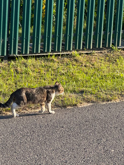 A tabby cat is lying on its side in the grass, next to a paved path, with a green metal fence in the background. The cat is facing upwards and to the right, with its paws outstretched. The sun is shining brightly, casting a shadow of the cat onto the path. The grass appears dry and matted in some areas, suggesting a warm, possibly dry, climate. The scene is outdoors, likely in a rural or suburban area given the fence and the natural surroundings. The cat appears relaxed, possibly enjoying the warmth of the sun. There is no visible text in the image.