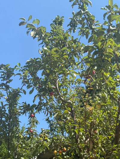 This is an outdoor, eye-level, full shot of a plum tree under a clear blue sky. The tree is laden with green leaves and several ripe, red plums. The plums are round and hang from thin branches. The sunlight filters through the leaves, casting dappled shadows. The image appears to be taken in Vrijesno, Montenegro. There are no people or animals visible in the image. The scene is natural and peaceful.
