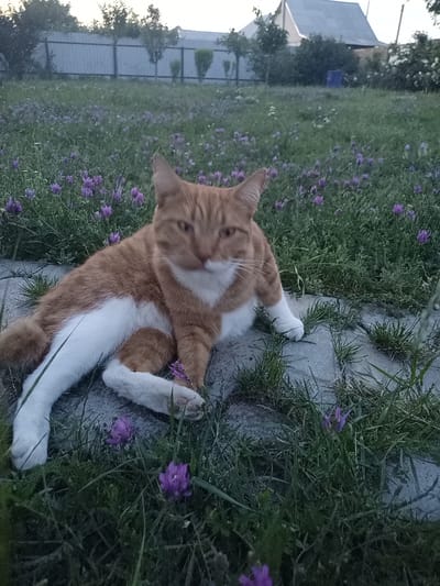 An orange and white cat is lying on a path made of interlocking gray stones, surrounded by grass and small purple flowers. The cat is facing towards the camera with its body resting on the stones and its paws extended. In the background, there is a metal fence, trees, a house with a gray roof, and a blue object. The scene appears to be in a residential area, possibly a backyard, in Blizhnii Khutor, Moldova. The lighting suggests it is either early morning or late evening.