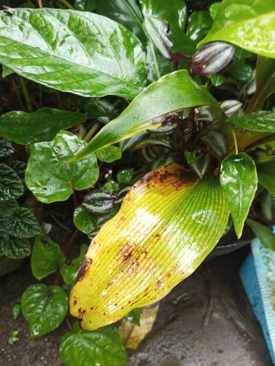 A cluster of green plants dominates the view. A large, partly yellowed leaf with brown spots is in the center. The leaf has a ribbed texture. Green leaves with smooth surfaces are interspersed throughout, and some appear to have water droplets on them. A plant with striped leaves is also visible. The plants appear to be growing outdoors on a wet surface.