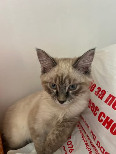 A young Siamese cat with blue eyes and light brown fur is sitting next to a white plastic bag with red Cyrillic writing. The cat is facing the camera, and its left ear is slightly folded down. The bag is partially obscuring the cat's right side. The background is a plain white wall. The lighting is bright, suggesting an indoor environment. The cat is the sole subject of the image.