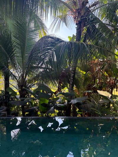 This image depicts a close-up view of a swimming pool in Payangan, Indonesia, with lush tropical foliage and palm trees framing the scene. The water in the pool is a deep teal color, reflecting the surrounding greenery and the bright sky above. The pool's edge is lined with dark tiles. The vegetation consists of various large-leafed plants and several palm trees, their fronds casting dappled shadows on the water's surface. In the background, a bright, sunlit field is visible, hinting at an open, natural landscape beyond the immediate poolside area. The overall atmosphere is serene and suggests a tranquil, vacation-like setting.