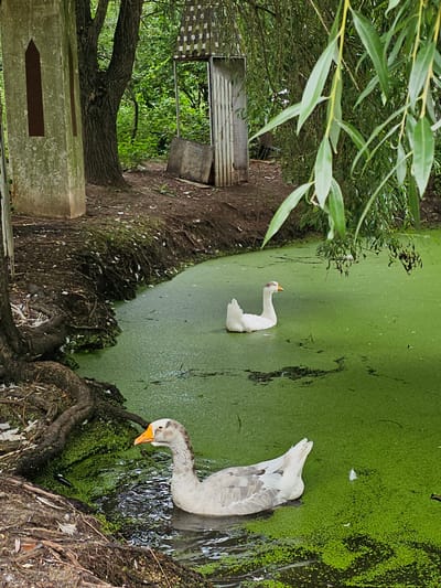 The image depicts a murky green pond covered in duckweed, with two geese swimming in the water. The pond is situated in a wooded area with exposed tree roots and a muddy bank. To the left, a tall, weathered concrete structure with a dark rectangular marking stands near a tree trunk. In the background, a rustic wooden structure with a checkered pattern and an open doorway is visible amidst dense green foliage. The lighting suggests an overcast day. This scene is located in Ulitkino, Russia.