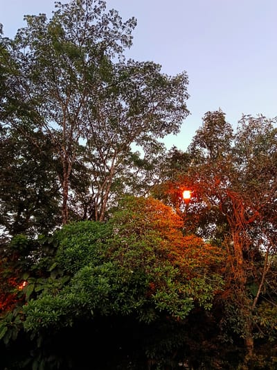The image depicts a low-angle view of dense foliage and trees against a pale sky. A single lamppost with an orange light is visible, illuminating some of the surrounding leaves with a warm glow. The trees are lush and varied, with some showing reddish-brown hues, possibly indicating autumn colors or the effect of the artificial light. The scene is likely outdoors, possibly in a park or garden setting within Durin Serugun, Indonesia, given the tropical vegetation. There are no people or animals visible in the frame. The lighting suggests it might be dusk or early evening.