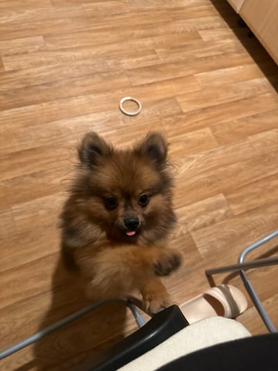 The image captures a small, fluffy brown Pomeranian dog indoors in Arzberg, Germany. The dog is the central focus, positioned on a light-brown wooden plank floor, looking directly up at the camera with its head charmingly tilted. Its prominent dark eyes and a small, pink tongue slightly sticking out give it a curious and playful expression. The dog's fur is rich brown, appearing thick and soft.
In the foreground to the right, parts of a chair are visible, featuring a silver metal frame and a black and cream-colored upholstered back. One of the dog's front paws is resting gently on the lower part of this chair, suggesting an interaction. Nearby, a light-colored slipper with a brown stripe rests on the wooden floor. To the left of the dog, a simple white or light-colored circular hair tie is lying on the floor.
The setting appears to be a well-lit interior, likely a home, with a warm and casual atmosphere. The wooden floor planks are consistent throughout the visible area. There is no visible text in the image. The time of day cannot be precisely determined but the lighting suggests it is not dark. The dog's engaged posture and expression convey a sense of liveliness and affection.