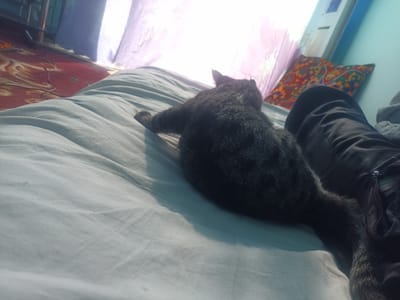 The image depicts a domestic scene indoors, likely a bedroom in Chust, Uzbekistan. The primary subject is a dark-colored cat lying on a light blue bedspread. The cat is positioned with its rear towards the viewer and its head facing towards a window with sheer purple curtains, through which sunlight streams in. The bedspread is wrinkled, indicating it has been recently slept on or disturbed. To the right of the cat, a person's dark-colored trousers are visible, suggesting the person is also on the bed. A vibrantly patterned throw pillow with red, orange, green, and blue motifs rests on the bed near the person's legs. The background shows a glimpse of a red rug with an intricate pattern on the floor and what appears to be a window frame. The lighting is bright and natural, coming from the window, creating shadows on the bedspread.