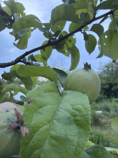 The image shows a close-up view of unripe green apples on a tree branch. The apples are small and round, with a light green hue. Several large, green leaves are prominent in the foreground, some with visible veins and a slightly serrated edge. The branch itself is dark and appears to be woody. In the background, out of focus, is a blur of green foliage and what appears to be a sky with clouds. The overall impression is that of a natural outdoor setting. There are no people or discernible actions depicted. The location in Petukhi, Russia cannot be determined from the visual information provided in the image.