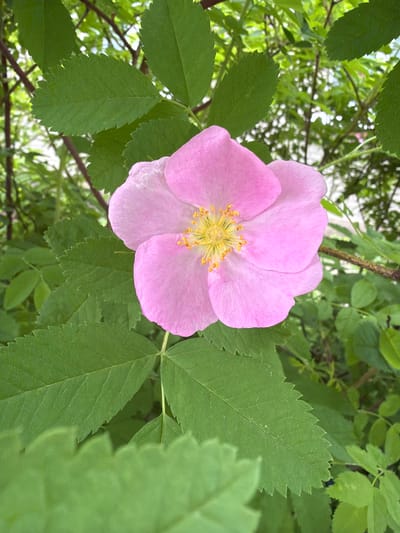 This close-up photograph captures a vibrant pink five-petaled flower, characteristic of a wild rose or dog rose, blooming amidst lush green foliage. The flower is prominently featured in the central and right portions of the frame, with its delicate, soft pink petals surrounding a distinct cluster of bright yellow stamens at its core. Surrounding the blossom are numerous deep green leaves, many of which are sharply in focus, displaying clearly visible serrated edges.

The background consists of more blurred green leaves and branches, indicating a dense natural setting. The natural lighting suggests it is daytime, with vibrant colors indicating a clear or partly cloudy sky. No people, animals, or man-made objects are visible, emphasizing the untouched beauty of the flora. The image depicts a peaceful scene of natural bloom in Tokkari, Russia. There is no visible text.