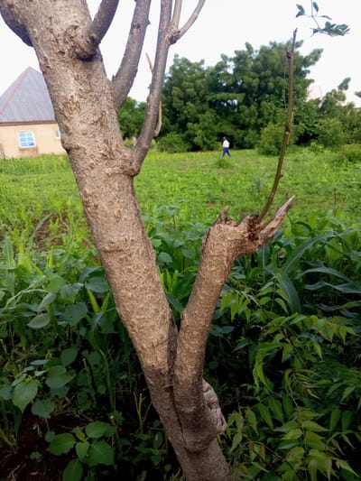 The image depicts an outdoor scene in Zinna, Nigeria, with a focus on a tree in the foreground. The tree's trunk is thick and textured, branching out into thinner limbs. Behind the tree, lush green vegetation fills the middle ground, with some taller plants suggesting a cultivated area. A small, light-colored building with a grey, pitched roof and a blue-framed window is visible on the left side of the image, nestled amongst the greenery. Further in the background, a dense line of mature trees forms a backdrop. In the middle distance, a person wearing a white shirt and blue trousers is walking away from the camera, across a grassy area. The overall impression is of a rural or semi-rural setting, possibly a backyard or a community space, with a blend of natural and man-made elements.