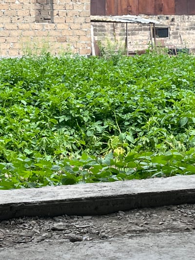 The image, viewed horizontally, primarily features a dense field of vibrant green, leafy plants, likely crops, occupying the foreground and midground. The foliage is lush and covers a wide area, with some leaves exhibiting a slight yellowish hue.
In the background, several buildings constructed from various materials are visible. On the left, a structure made of light-colored, rectangular stone or brick blocks features a dark, gridded opening. Further right, a darker-toned building, possibly concrete or rough stone, shows a small window secured with metal bars and what appears to be a metal frame or scaffolding. Parts of other rustic structures are also discernible.
On the far right, a thick, weathered concrete or stone barrier or wall runs vertically, displaying a coarse, textured surface with visible aggregates and minor damage.
The scene is brightly lit by natural daylight, indicating a sunny or bright overcast day, with no discernible shadows. There is no visible human activity or text within the frame. The image captures a blend of natural growth and aging man-made structures.