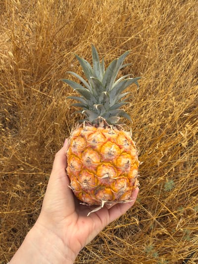 A hand holds a ripe pineapple in front of a field of dry, golden grass. The pineapple is golden-orange with a crown of green leaves. The background is filled with the textures of the dry grass, creating a warm, natural scene. The location is in Mate Yehuda Regional Council, Israel.