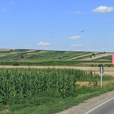 The image depicts a rural landscape with agricultural fields in Milișăuți, Romania. In the foreground, a dense field of green corn stalks is visible, bordering a dirt road with a white line marking its edge. Behind the corn, there are fields of dry, golden crop stubble. Further in the distance, rolling hills are covered with a patchwork of cultivated fields, displaying alternating strips of green crops and lighter brown, fallow land. Several scattered trees dot the landscape. The sky above is a clear, light blue with a few white, fluffy clouds. A white signpost with a grey circular top is positioned on the right side of the frame, near the edge of the fields. A small, indistinct red object is partially visible on the far right edge of the image, possibly a sign.