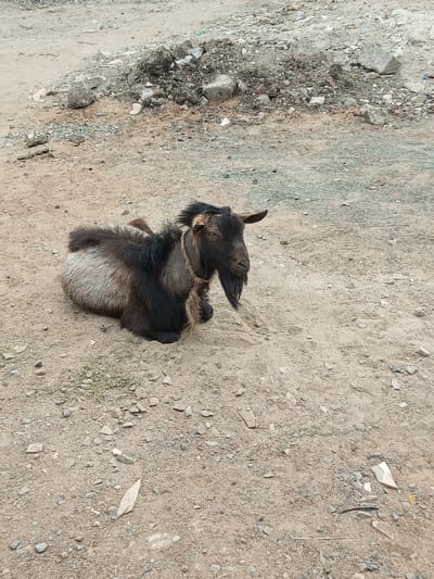 A recumbent domestic goat is positioned on a dirt and gravel ground surface in Tala ward, Kenya. The animal features a predominantly black head with small horns, a distinct black beard, and a light-colored rope around its neck. Its fur displays a mix of dark brown/black on the anterior and lighter greyish-brown on the posterior body sections. The goat is facing forward, with its head oriented towards the camera. The immediate environment includes scattered small stones and sparse green vegetation. A mound of soil, rocks, and mixed debris is visible in the background.