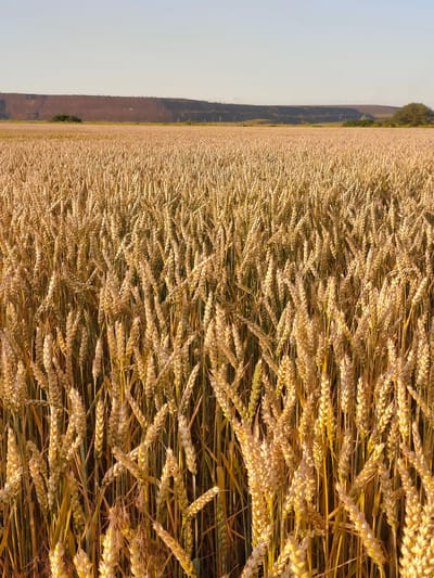The image depicts a vast, sunlit field of ripe wheat, with the stalks appearing golden and ready for harvest. The camera is positioned low, looking into the dense field, with the wheat heads filling most of the frame. In the background, a wide, pale sky dominates the upper portion of the image. Below the sky, a distant, undulating landscape is visible, characterized by a large, reddish-brown embankment or hill. Sparse vegetation, including trees, can be seen dotting this distant terrain. The lighting suggests it is either early morning or late afternoon, with the sun casting a warm glow on the wheat. The overall scene is one of agricultural abundance and natural beauty. This specific image was captured in the vicinity of Novoselivka, Ukraine, known for its agricultural landscape.