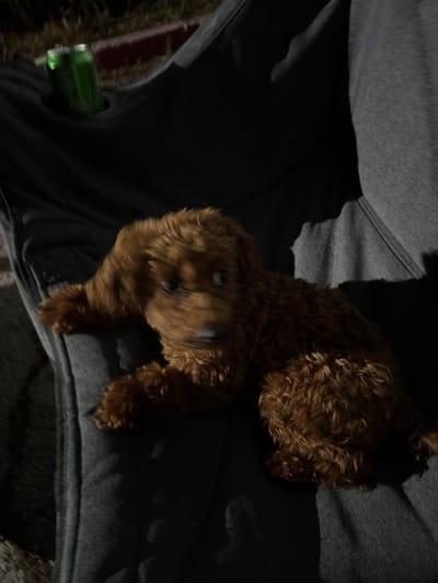 The media file shows a small, brown, curly-haired dog lying on a person's lap. The dog appears to be a puppy or a small breed, possibly a poodle mix, with its fur neatly groomed. It is looking downwards with its head resting on the person's leg. The person is wearing dark pants and a grey garment, likely a hooded sweatshirt. The setting appears to be outdoors, possibly in a park or a garden, given the presence of what looks like a green bottle lying on its side in the lower left corner. The lighting suggests it might be evening or a dimly lit area. The overall mood seems peaceful and relaxed, with the dog comfortable and settled on the person's lap. There is no visible text in the image. The location context is Ribnik, Bulgaria.