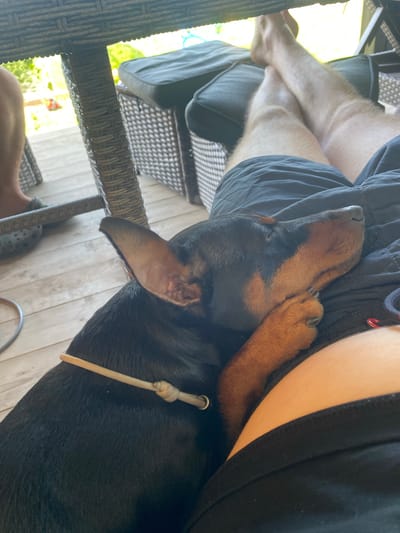 A black and tan dog is resting its head on a person's lap. The person is wearing black shorts. The scene takes place outdoors on a wooden deck, with a wicker table and chairs visible in the background. Sunlight filters through the foliage, creating a dappled effect. The dog appears comfortable and relaxed, with its eyes closed. The location is in the village of Tatarintsevo, Russia.