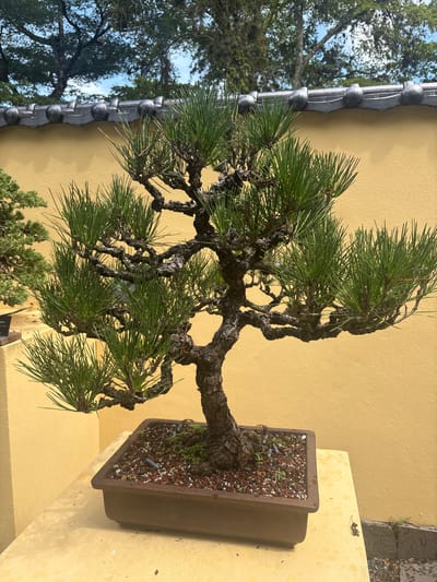 The image shows a bonsai tree in a brown rectangular pot, placed on a yellow surface. The bonsai tree has a thick, gnarled trunk and branches, with vibrant green needles. Behind the bonsai, there is a textured yellow wall, topped with a decorative tiled roof. In the background, trees with lush green foliage are visible against a blue sky. A small plant is visible to the left of the bonsai. The scene appears to be in an outdoor setting, possibly a garden or a botanical exhibition. The location is identified as Delray Beach, United States.