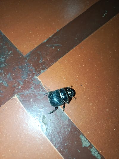 A black beetle with white markings is situated on a red-brown tiled floor. The tiles are arranged in a geometric pattern. The beetle is facing to the right of the frame. The location appears to be indoors. There is no indication that the location is Los Leoncitos, Venezuela. No people are visible.