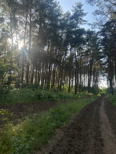 The image depicts a forest path in Ushakovo, Russia, with tall pine trees lining both sides. The path appears to be recently tilled, with loose dark soil forming raised beds on either side. Sunlight streams through the trees, creating lens flares and dappled light on the forest floor, which is covered in green undergrowth. The sky is clear and blue. There are no people or animals visible in the scene.