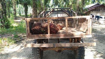 In Meunasahdayah, Indonesia, a rusty, old pickup truck is parked on a dirt road, its bed filled with several bunches of ripe palm oil fruit. The truck is positioned facing the viewer, with its rear end prominently displayed. Lush green palm trees, characteristic of the region, surround the scene, creating a dense, tropical atmosphere. In the background, a simple wooden house with a corrugated metal roof stands amidst the foliage. The sunlight filters through the trees, casting shadows on the ground and highlighting the textures of the truck and the fruit. The overall impression is one of rural life and agricultural activity in Indonesia.