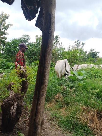 In Kajola, Nigeria, a man wearing a dark baseball cap and a brightly colored, patterned shirt stands to the left of a thick, rough-barked tree trunk. He is looking towards the right of the frame, with his body angled away from the viewer. Behind him, a herd of white cattle are grazing amidst lush green vegetation. One cow in the foreground is particularly prominent, with large horns. The background consists of dense foliage and a cloudy sky. Fabric, possibly laundry, is draped from an unseen structure above and to the left of the frame. The ground in the foreground is a mixture of dirt and dry grass.