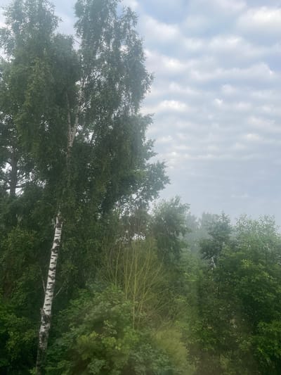 The image depicts a dense forest scene with a prominent birch tree in the foreground on the left. The birch tree has distinctive white bark with black markings. Behind the birch tree, various other trees and foliage are visible, creating a layered effect of greenery. The background is characterized by a hazy or foggy atmosphere, obscuring distant trees and lending a soft, diffused light to the scene. The sky above is overcast with visible cloud formations. The image appears to be taken from an elevated vantage point, looking out over the forest canopy. The location is identified as Korobitsyino, Russia. There are no people or animals visible in the image.