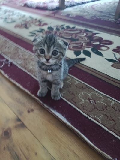 A young, grey tabby Scottish Fold kitten with large, dark eyes and folded ears sits on a patterned rug. The kitten is facing the camera and has a silver bell on a black collar. The rug has a burgundy border and a cream-colored center with floral patterns. The floor is made of light-colored wood planks. The scene appears to be indoors, likely in a home.
