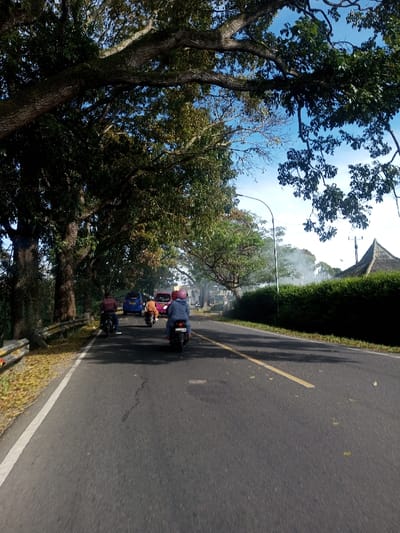 The image depicts a daytime street scene in Phonengam, Laos. A paved asphalt road, featuring a solid white line on its left edge and a dashed yellow center line, extends from the foreground into the background. Scattered dry leaves are visible on the left shoulder and intermittently across the road surface.

Along the left side of the road, a row of large, mature trees with dark, textured trunks and dense green foliage forms a canopy overhead. A white and orange metal guardrail runs along the roadside beneath these trees. Beyond the guardrail and trees, dense green vegetation covers a sloping terrain.

On the road itself, three motorcycles are observed traveling away from the viewer. The closest motorcycle, positioned towards the right side of the road, carries two individuals; the driver wears a blue jacket and a pink helmet, with a passenger seated behind. A second motorcycle, smaller and lighter in color, is further ahead in the same lane, ridden by a single individual in a brown/orange top. A third motorcycle, ridden by a single individual in a dark maroon shirt, is positioned on the left side of the road. Behind the motorcycles, a blue car and a red car are visible further down the road.

The right side of the road is bordered by a well-maintained hedge of dark green shrubs. Behind the hedge, a street light pole with a light fixture is visible, and further in the background, a utility pole stands. A plume of white smoke rises from behind the hedge and trees on the right side of the road, suggesting burning activity. Partially visible beyond the smoke and trees is the dark, angular roofline of a building, indicative of traditional Asian architecture.

The sky above the tree canopy is clear blue. The scene is illuminated by natural sunlight, casting shadows from trees and vehicles onto the road surface.