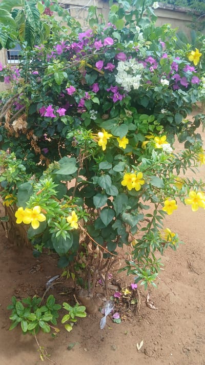 The image shows a vibrant garden scene, likely in El Samán, Venezuela, due to the prompt's context. The focal point is a flourishing bush adorned with flowers in shades of yellow, purple, and white. The yellow flowers appear to be a tropical variety, standing out prominently against the green foliage. Intermingled with them are clusters of purple and white flowers, suggesting a diverse range of plant life.

The backdrop is a patch of earthy ground, typical of a garden setting. A few scattered leaves and debris are visible, hinting at natural processes like shedding and decomposition. There is also some trash nearby.

The image captures a moment of natural beauty in an urban setting, providing a snapshot of the local flora and environment. There are no people present in the shot, which concentrates on the vegetation and the natural elements around it.