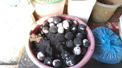 This media file displays a close-up view of a large, pink bowl filled with salted eggs being prepared. The eggs are partially covered in a dark, granular mixture, likely ash and salt, which is the traditional method for curing them. Some eggs are fully white, while others have a mottled appearance due to the curing process. The bowl is situated on a surface that appears to be outdoors, given the bright sunlight casting harsh shadows and highlighting the texture of the surrounding materials.
In the background, there are several large containers, some appearing to be white plastic tubs and a larger, translucent container filled with a granular substance. To the right of the bowl, a bright blue plastic bag is prominent, tied tightly at the top. The overall setting suggests a marketplace or an outdoor food preparation area, possibly in Puloara, Indonesia, as indicated by the location context. The lighting suggests it is daytime, with strong sunlight indicating fair weather. The focus is entirely on the salted eggs and the preparation process, with no people visible in the frame. The image is devoid of any visible text.