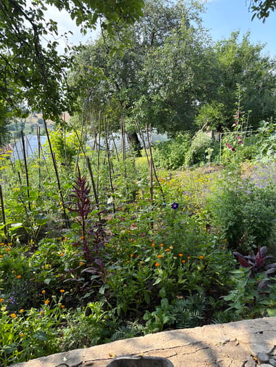 The image depicts a vibrant, overgrown garden bathed in the warm light of what appears to be late afternoon or early evening. The scene is teeming with lush greenery and a variety of flowering plants. Prominent among them are clusters of bright orange calendula flowers and some purple morning glories. A tall, deep red-leafed plant, possibly an ornamental amaranth, stands out with its striking color. The garden is supported by numerous vertical stakes, suggesting an effort to manage the growth of climbing plants or to provide support for taller varieties.
In the background, a body of water is visible, reflecting the sky and surrounding vegetation. Beyond the water, there are glimpses of structures covered with what looks like agricultural netting or greenhouses, hinting at a rural or semi-rural setting. The overall impression is one of abundance and untamed natural beauty, a sense of a productive but slightly wild garden. The sunlight casts long shadows and highlights the textures of the leaves and flowers, contributing to a serene and peaceful atmosphere. The texture of a rough, weathered wooden or concrete structure is visible along the right edge of the frame, possibly a pathway or border. There is no visible text in the image.