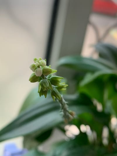 The image is a close-up shot of a plant's inflorescence, featuring numerous small, green buds clustered together. Some of the buds are beginning to open, revealing hints of white within. The plant has broad, green leaves in the background, which are out of focus. The lighting suggests an indoor setting, possibly near a window, with a blurred background that includes hints of a light-colored wall and possibly some red and pink objects, also out of focus. There is no visible indication of the city of Pisochyn, Ukraine, or any people or specific actions. The scene is entirely focused on the botanical subject.