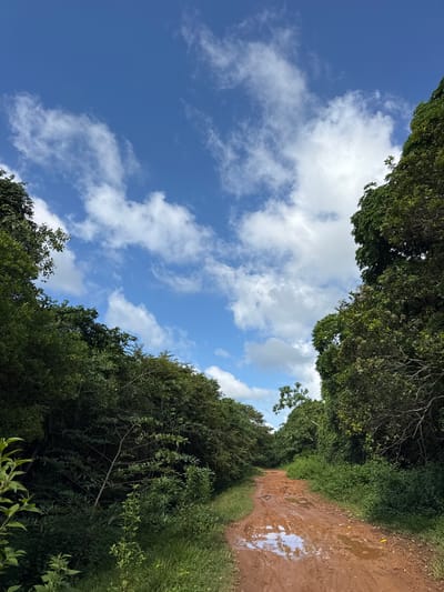 A dirt road, wet and muddy with large puddles, winds through dense green foliage on either side. The road appears to have been recently rained upon, as evidenced by the standing water and tire tracks visible in the mud. Overhead, a bright blue sky is dotted with fluffy white clouds. The vegetation is lush and overgrown, suggesting a rural or remote setting. The overall impression is one of natural beauty and untamed wilderness. This scene is consistent with the environment around Angulugaha Junction, Sri Lanka, a region known for its tropical climate and verdant landscapes.