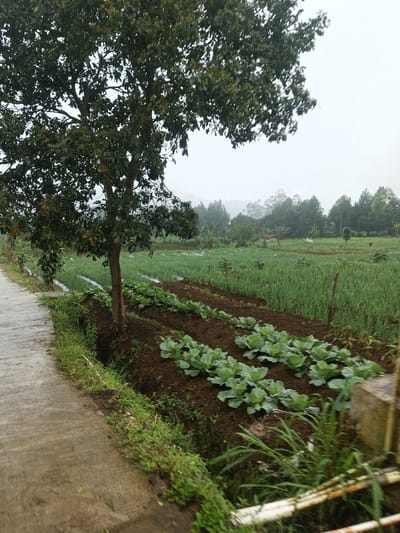 The image displays an agricultural landscape in Chagzam_Pam, Bhutan, under an overcast sky. A wet, grey concrete path occupies the lower left foreground, bordered by green weeds and a narrow, dark ditch. A large deciduous tree with dark green foliage and a brown trunk stands centrally in the midground, its base near the ditch. To the right of the tree, multiple rows of healthy, light green cabbage plants are visible, planted in dark brown soil. Beyond the cabbage, a larger field extends into the midground, filled with dense rows of tall, thin green crops, consistent with onions or similar produce. In the lower right foreground, a partial view of a grey concrete block structure and two horizontal white, possibly metallic, pipes are visible amidst taller grasses. The background features scattered trees, including taller coniferous and broadleaf varieties, and a small, light-colored building is discernible in the distant fields. Hills or mountains are partially obscured by atmospheric haze or fog, indicating a misty or cloudy environmental condition. No individuals or specific actions are depicted.