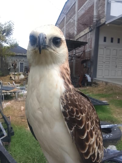 A juvenile Brahminy Kite, also known as a Red-backed Sea Eagle, is perched outdoors in Kuta Trieng, Indonesia, on a blurry background. The bird is facing the camera, with its light-colored chest and white face contrasting with its dark eyes and hooked beak. Its wings are folded, revealing brown feathers with lighter edges. In the background, a building with a brick facade and a white garage door are visible, along with some trees and grass. The scene appears to be in a semi-urban or rural area.