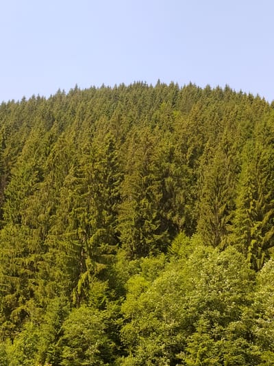 The image shows a dense forest with evergreen trees on the right and a clear blue sky on the left. The trees are illuminated by sunlight, casting a warm glow on their foliage. The forest appears to be on a hillside, with the trees extending upwards and filling the frame. The vegetation is lush and green, suggesting a healthy and vibrant ecosystem. The clear sky indicates fair weather, possibly late afternoon or early evening given the golden light. There are no people or man-made objects visible in the image. The scene conveys a sense of natural beauty and tranquility. The image is oriented vertically.
