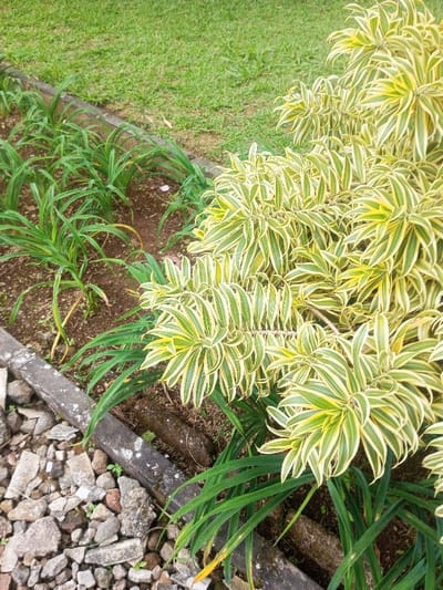 The image depicts an outdoor landscaped area, presumably within Nghĩa Đồng Commune, Vietnam. The scene is dominated by various forms of plant life and ground coverings. In the foreground, a collection of grey and brown gravel and small rocks is visible. A weathered concrete border, showing patches of white lichen, separates this rocky area from a strip of dark brown soil. Planted in this soil strip is a row of green, linear-leafed plants, appearing somewhat sparse with some yellowed foliage. To the right, a large, dense bush featuring variegated yellow and green striped leaves occupies a significant portion of the frame. In the background, a uniformly cut, vibrant green lawn is visible, separated by a subtle edge from the soil and smaller plants. No individuals or animals are present, and no specific actions or interactions are occurring. The lighting suggests an overcast day or shaded area, providing soft, even illumination.