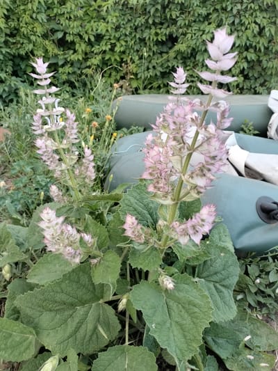 The image shows a close-up of a flowering plant with light pink and white blossoms against a backdrop of lush green foliage. The plant has large, textured green leaves and tall stalks topped with clusters of small, delicate flowers arranged in a spiky formation. Some buds are also visible, indicating the plant is in bloom. In the background, there's a dark green, possibly inflatable, object that appears to be partially submerged or resting on the ground, with parts of it showing a lighter, perhaps white, material. The setting appears to be outdoors, with hints of wild vegetation and a slightly overgrown, natural environment. The lighting suggests it might be daytime, likely late afternoon or early evening, given the soft, diffused light. The overall impression is one of natural beauty and a slightly wild, untamed garden or outdoor space in Kudashivka, Ukraine. There is no visible text in the image.