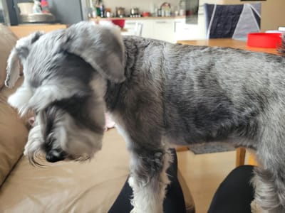 An indoor, eye-level photograph captures a gray and white miniature schnauzer dog as the central subject. The dog stands or rests with its front paws on a person's lap or legs, clad in dark trousers, which are partially visible on a light brown, leather-like sofa or armchair on the left. The dog's head is tilted downwards and to the left, largely obscuring its face, with its characteristic long eyebrows and beard visible. Its body displays a recently groomed coat, with a mix of dark gray and lighter gray fur, and white fur on its legs and underbelly.
The background is an out-of-focus domestic setting. On the left, a kitchen area with white cabinets and various blurred kitchen items is visible. On the right, a wooden dining table holds a bright red, round bowl. Behind the table, a dining chair with a distinctive dark blue and light gray geometric pattern is partially visible. The overall lighting suggests it is daytime. There are no other visible individuals, specific weather cues, or discernible text. The scene depicts a quiet, domestic moment.
