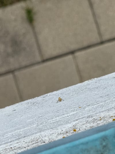 A small, light brown spider is positioned on a white, textured surface that appears to be a railing or ledge. The spider is centrally located in the frame, facing towards the left with its legs splayed. Behind the spider, the background consists of out-of-focus tan and grey rectangular blocks, suggesting an urban or paved outdoor environment. The lighting indicates it is daytime. No people are visible in the image. The location is specified as Lufingen, Switzerland, but no specific identifying features of this city are present in the image itself.