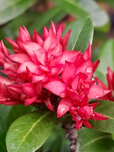 This is a close-up, eye-level photograph of a cluster of vibrant pink flowers, likely taken outdoors in a natural setting. The flowers are the primary subject, with a focus on their intricate petal structure and a few small water droplets scattered across them, suggesting recent rain or dew. The background is softly blurred, featuring green leaves and hints of other foliage, which helps the colorful blooms stand out. A thin, dark, textured branch is visible behind the flowers on the right side of the frame. The lighting appears to be natural daylight, casting a soft glow on the petals. There is no visible text in the image. The setting suggests a garden or natural environment, possibly in Sukadamai, Indonesia, given the location context. The overall mood conveyed is one of natural beauty and delicate detail, enhanced by the presence of water droplets.